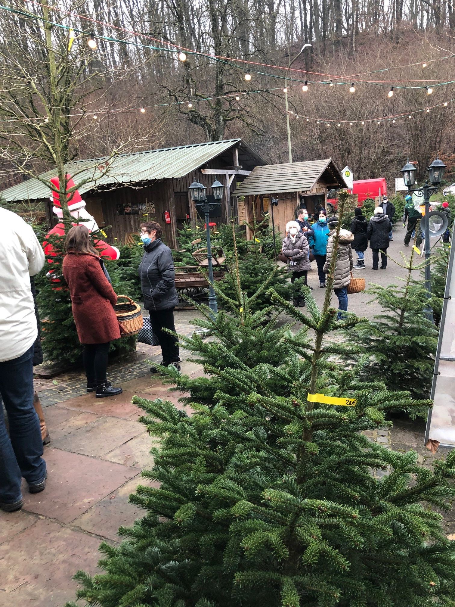 Weihnachtsbäume in Ständen zur Auswahl