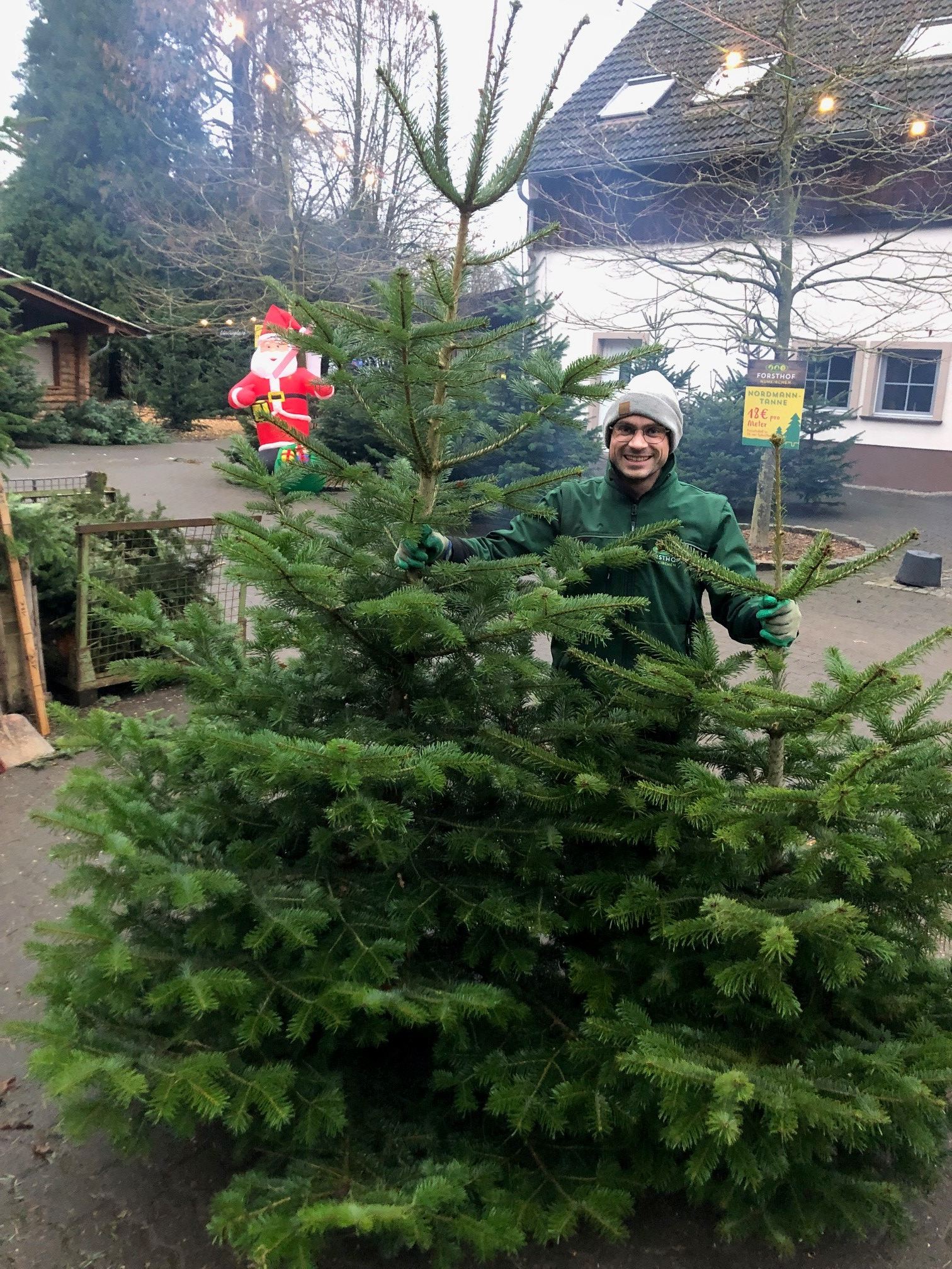 Frisch geschlagene Weihnachtsbäume